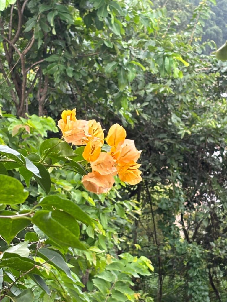 IMG 20240926 WA0018