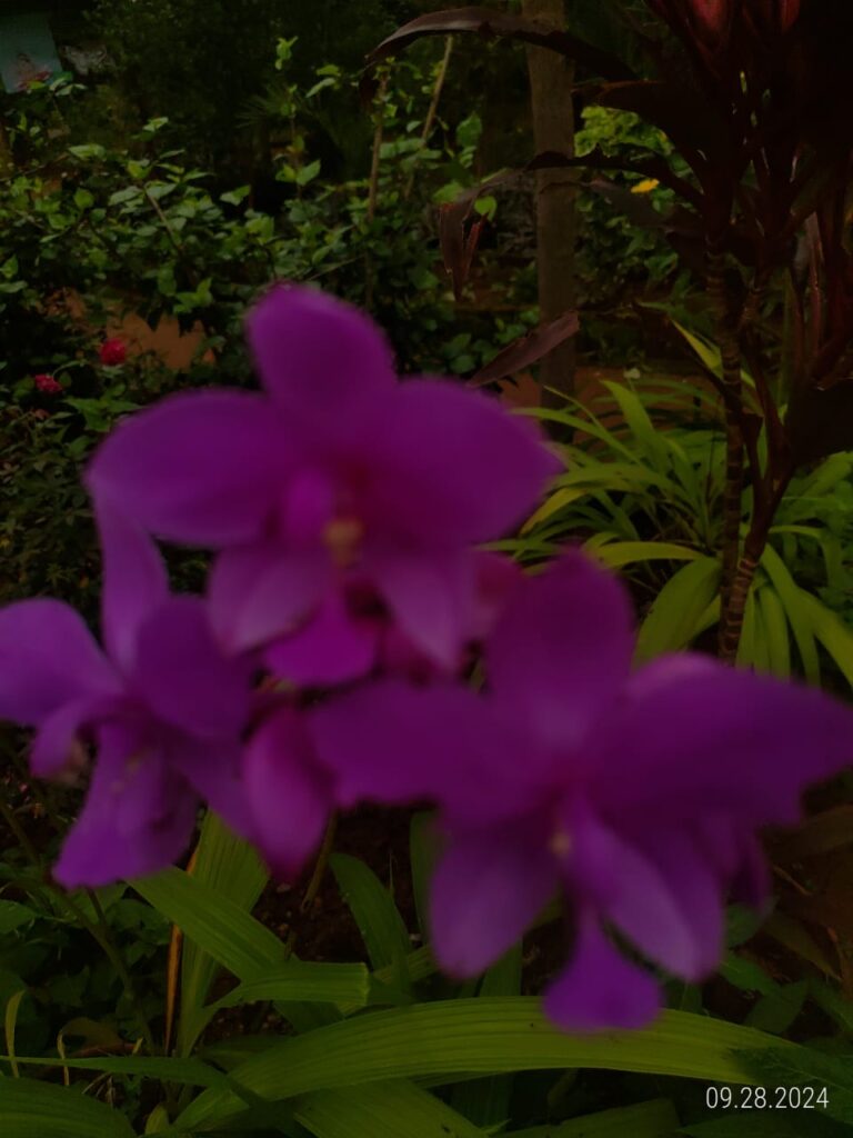 IMG 20240928 WA0024