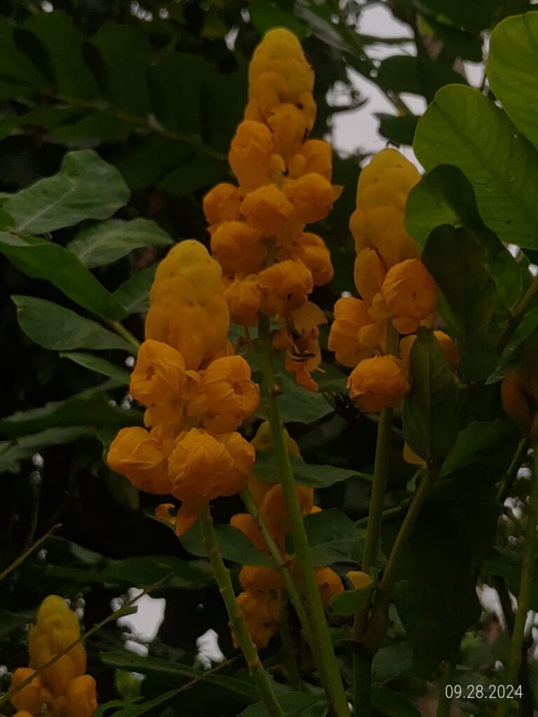 IMG 20240928 WA0026