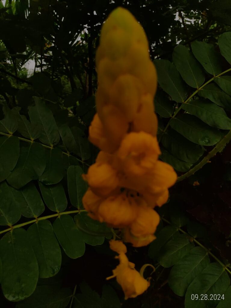IMG 20240928 WA0034