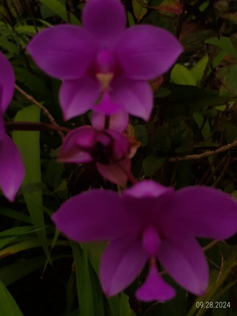 IMG 20240928 WA0036