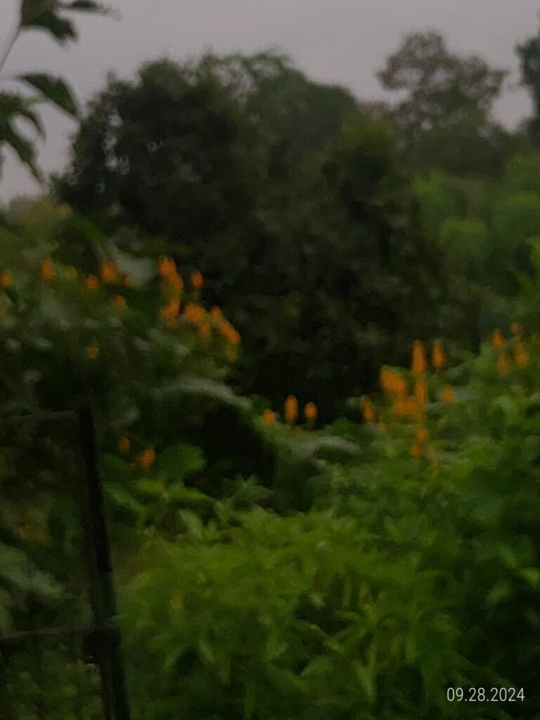 IMG 20240928 WA0037