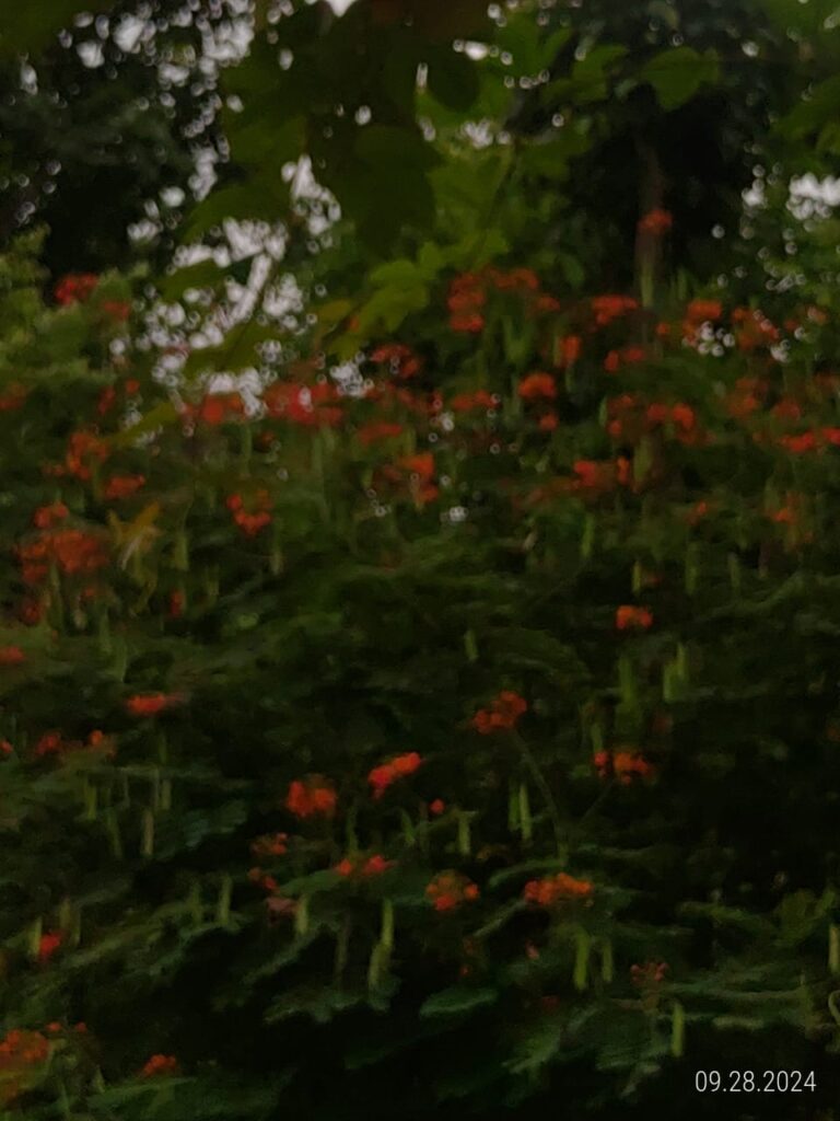 IMG 20240928 WA0039
