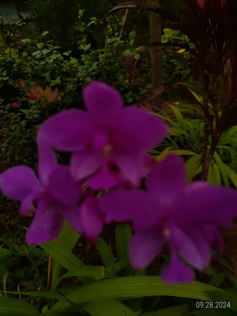 IMG 20240928 WA0043